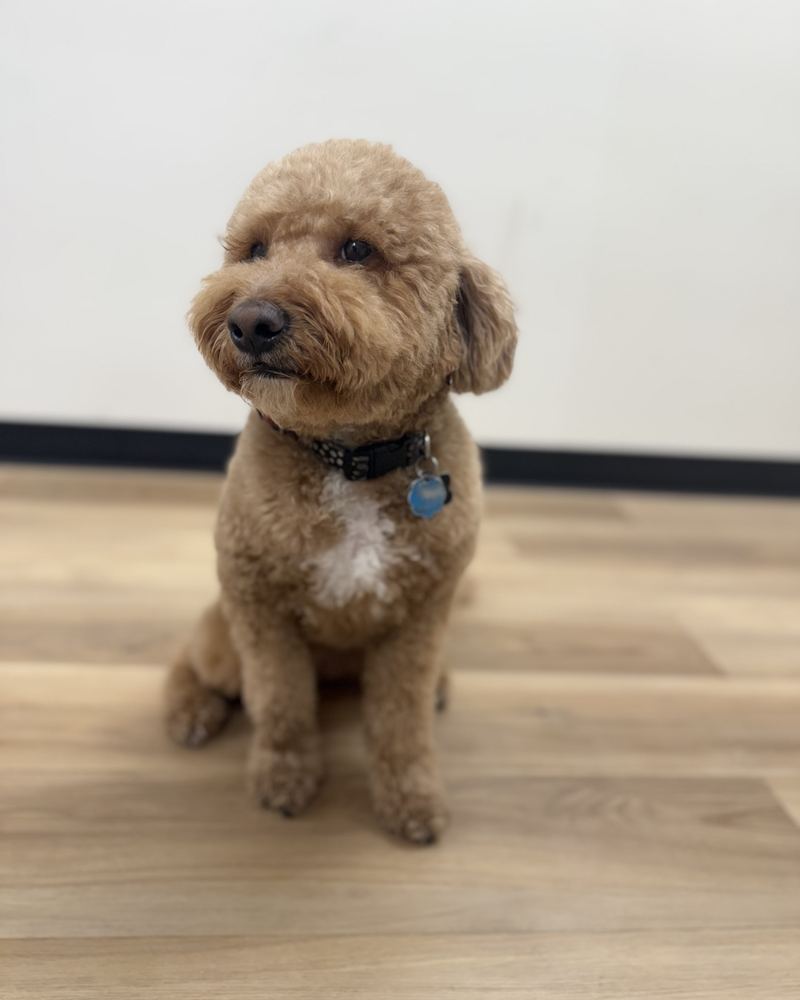 Rigsby, RainTech's brown office dog