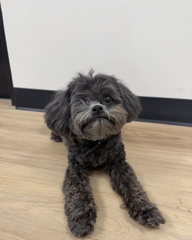Tucker, RainTech's grey office dog