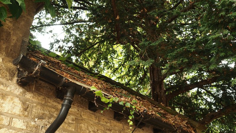 A gutter filled with dry leaves under a tree