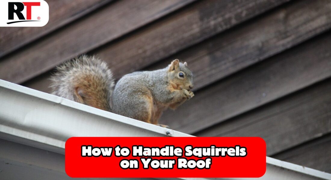 Protecting Your Roof from Squirrel Damage: Tips for Tulsa Homeowners